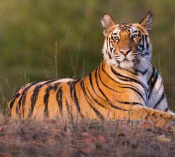 tiger