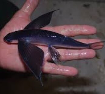 Flying Fish