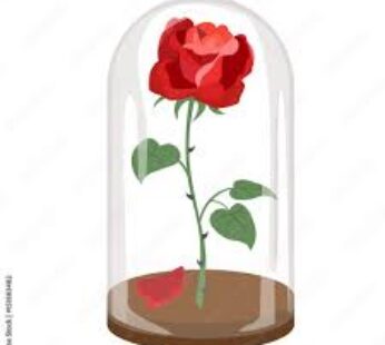 ROSE BELLE